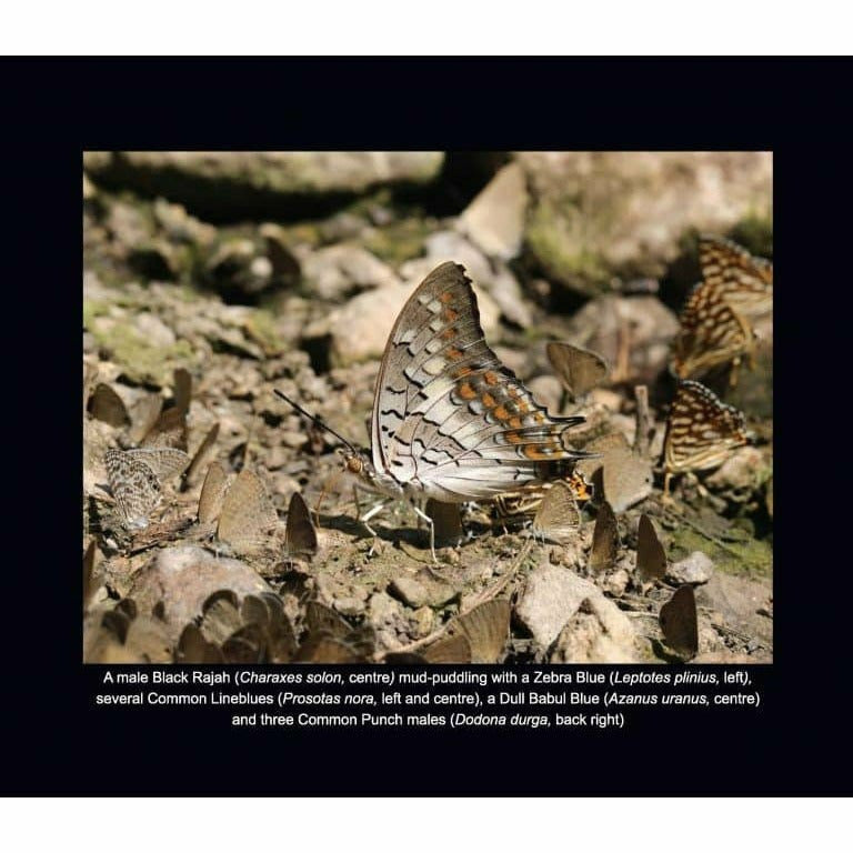 Butterfly Log: Margalla Hills National Park  [English]