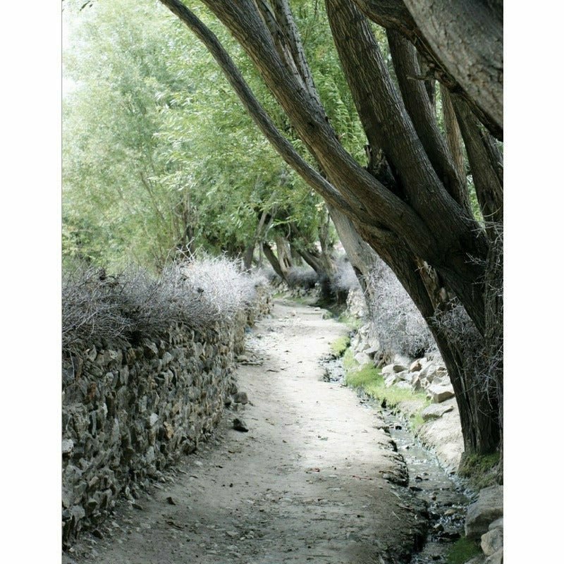 The Apricot Road To Yarkand [English]